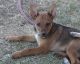 Australian Cattle Dog Puppies for sale in Burns, OR 97720, USA. price: $300