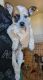Australian Cattle Dog Puppies for sale in Payson, AZ 85541, USA. price: NA
