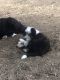Australian Cattle Dog Puppies for sale in Evergreen, CO 80439, USA. price: $400