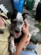 Australian Cattle Dog Puppies for sale in Candler, NC 28715, USA. price: NA