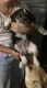 Australian Cattle Dog Puppies for sale in Cherry Valley, CA, USA. price: NA