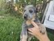 Australian Cattle Dog Puppies for sale in Beaumont, CA 92223, USA. price: NA
