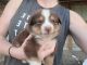 Australian Cattle Dog Puppies for sale in Joplin, MO, USA. price: $400