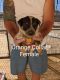 Australian Cattle Dog Puppies for sale in Apple Valley, CA 92308, USA. price: NA