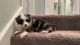 Australian Cattle Dog Puppies for sale in Farmersville, OH 45325, USA. price: $500