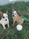 Australian Cattle Dog Puppies for sale in Seminole, TX 79360, USA. price: NA