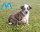 Australian Cattle Dog Puppies for sale in Milton, KY 40045, USA. price: $300