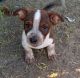 Australian Cattle Dog Puppies for sale in Christmas Valley, OR, USA. price: $650