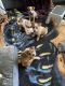 Australian Cattle Dog Puppies for sale in Richmond, MI, USA. price: $400