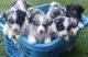 Australian Cattle Dog Puppies for sale in Rusk, TX 75785, USA. price: NA