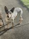 Australian Cattle Dog Puppies for sale in Spanaway, WA, USA. price: NA