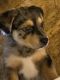 Australian Cattle Dog Puppies for sale in Minersville, PA, USA. price: $300