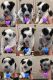 Australian Cattle Dog Puppies for sale in Napa, CA, USA. price: $400