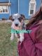 Australian Cattle Dog Puppies for sale in Greenville, OH 45331, USA. price: $700