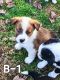 Australian Cattle Dog Puppies for sale in Dalton, GA, USA. price: $200