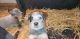 Australian Cattle Dog Puppies for sale in Athol, ID 83801, USA. price: NA