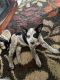 Australian Cattle Dog Puppies for sale in San Leandro, CA 94577, USA. price: NA