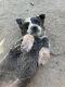 Australian Cattle Dog Puppies for sale in 2323 W Mesa St, San Bernardino, CA 92407, USA. price: NA