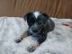 Australian Cattle Dog Puppies for sale in Mingoville, Zion, PA 16823, USA. price: NA