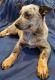Australian Cattle Dog Puppies for sale in Everett, WA, USA. price: $700