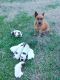 Australian Cattle Dog Puppies for sale in Newton, NC, USA. price: NA
