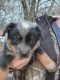 Australian Cattle Dog Puppies for sale in Barboursville, VA 22923, USA. price: $400