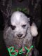 Australian Cattle Dog Puppies for sale in Delhi, CA 95315, USA. price: $150