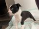 Australian Cattle Dog Puppies for sale in Norco, CA, USA. price: NA