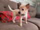 Australian Cattle Dog Puppies for sale in Indianapolis, IN 46221, USA. price: $300