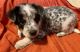 Australian Cattle Dog Puppies for sale in Solsberry, IN 47459, USA. price: NA