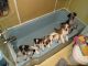 Australian Cattle Dog Puppies for sale in Edwardsville, PA, USA. price: NA