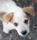 Australian Cattle Dog Puppies for sale in Titusville, FL, USA. price: $600