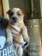 Australian Cattle Dog Puppies for sale in Sacramento, CA, USA. price: NA