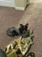 Australian Cattle Dog Puppies for sale in Tumwater, WA, USA. price: $1,200