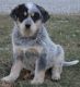 Australian Cattle Dog Puppies for sale in Delphi, IN 46923, USA. price: NA