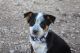 Australian Cattle Dog Puppies for sale in D'Hanis, TX, USA. price: NA