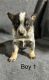 Australian Cattle Dog Puppies for sale in Columbia, KY 42728, USA. price: $300