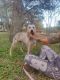Australian Cattle Dog Puppies for sale in 9704 Big Geronimo St, San Antonio, TX 78254, USA. price: NA