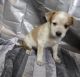 Australian Cattle Dog Puppies for sale in Pottstown, PA 19464, USA. price: $400