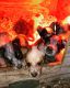Australian Cattle Dog Puppies for sale in Sunnyside, WA, USA. price: $300