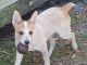 Australian Cattle Dog Puppies for sale in Titusville, FL, USA. price: $600