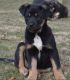 Australian Cattle Dog Puppies for sale in Delphi, IN 46923, USA. price: $50
