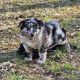 Australian Cattle Dog Puppies for sale in Blairsville, GA 30512, USA. price: NA