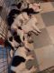 Australian Cattle Dog Puppies for sale in Washougal, WA, USA. price: $600