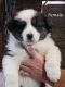 Australian Cattle Dog Puppies for sale in Dodgeville, WI, USA. price: NA