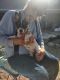 Australian Cattle Dog Puppies for sale in Prescott, AZ, USA. price: NA