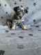 Australian Cattle Dog Puppies for sale in Hammonton, NJ, USA. price: NA