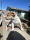 Australian Cattle Dog Puppies for sale in Phoenix, AZ, USA. price: $200