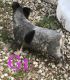 Australian Cattle Dog Puppies for sale in Campbellsville, KY 42718, USA. price: NA