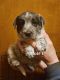 Australian Cattle Dog Puppies for sale in Scio, OR 97374, USA. price: NA